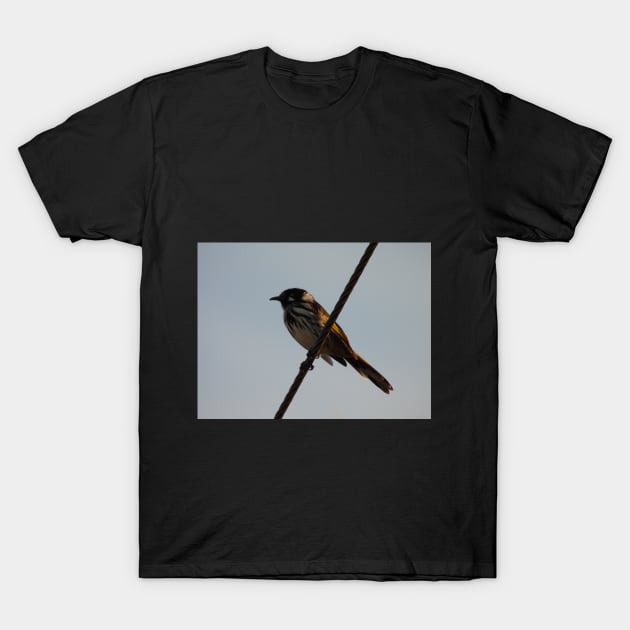 New Holland Honeyeater on a wire T-Shirt by claire-l-page